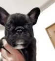 フレンチブルドッグ【山口県・女の子・2025年8月1日・ブリンドル】の写真9