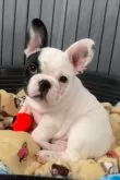 フレンチブルドッグ【山口県・男の子・2024年11月21日・パイド】の写真6