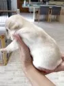 フレンチブルドッグ【山口県・女の子・2025年7月16日・クリーム】の写真6