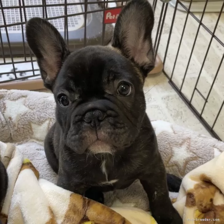ID:2402-01664の子犬