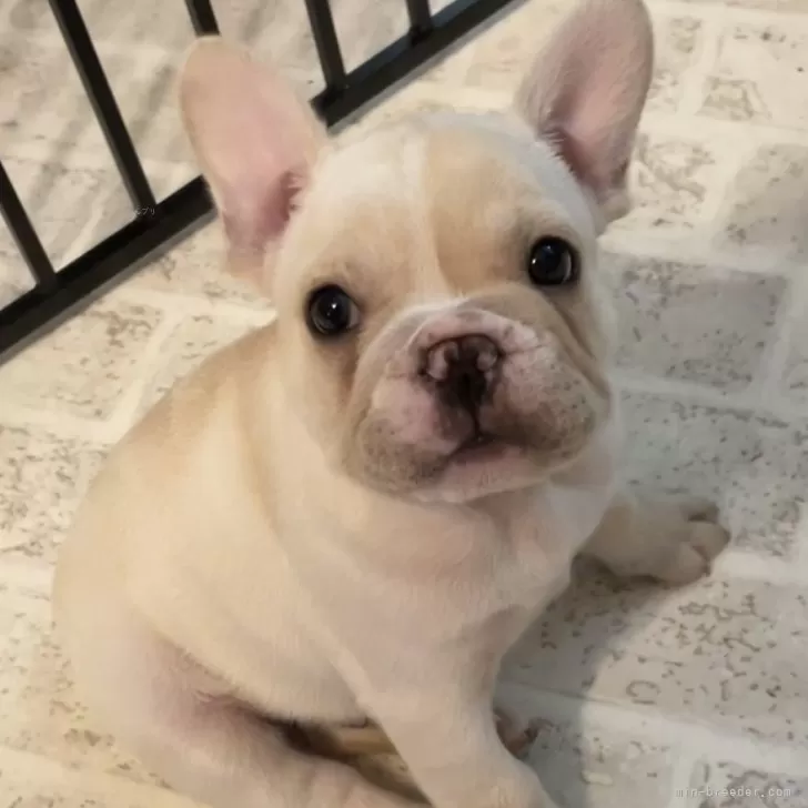 ID：2402-03103の子犬