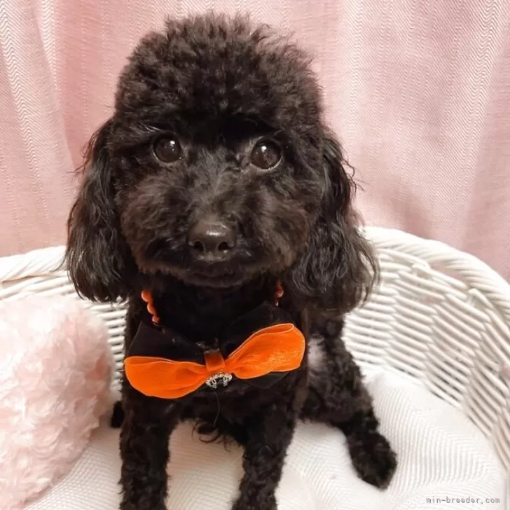 ID：2504-05302の子犬