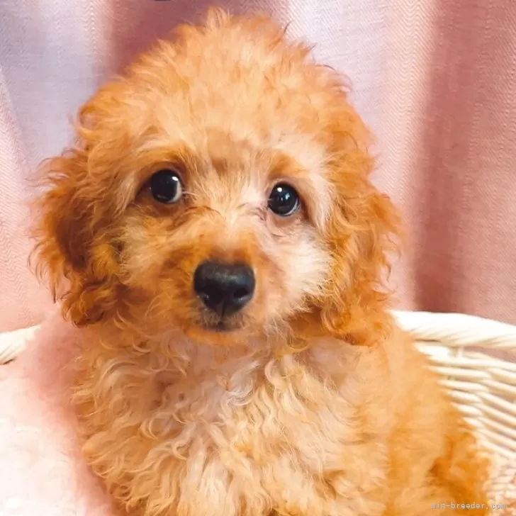 トイプードル(トイ)【千葉県・男の子・2025年6月26日・レッド】の写真1