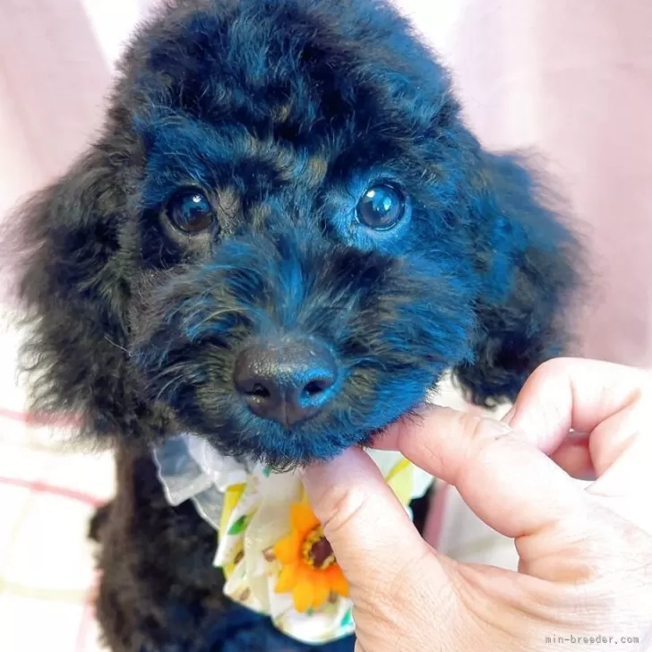 ID:2504-05305の子犬
