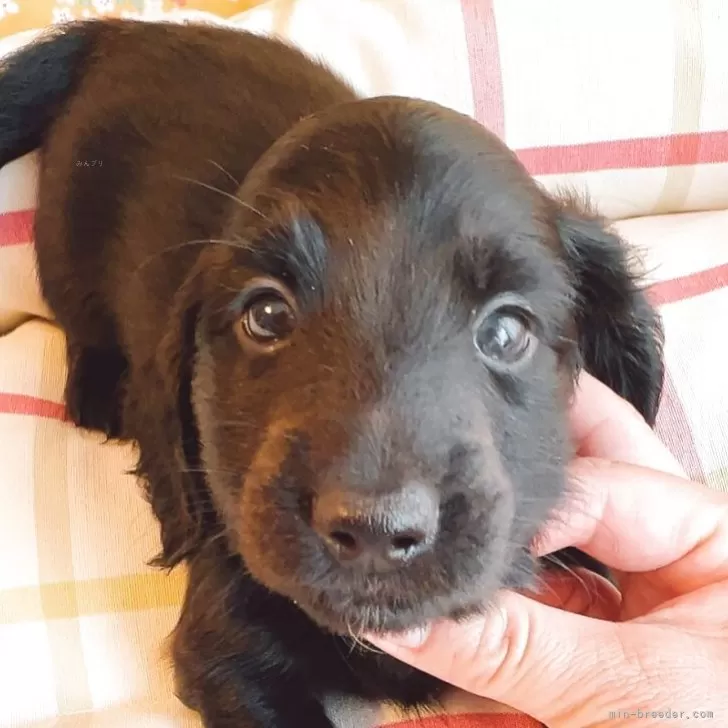 ID：2505-01875の子犬