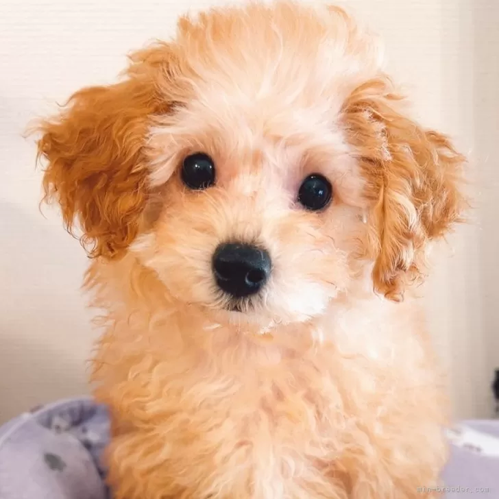 ID:2501-06192の子犬