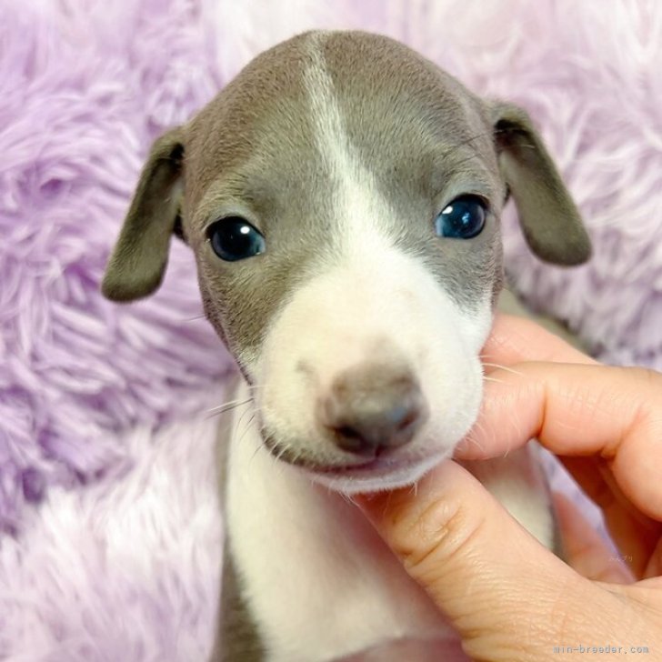 ブリーダー画像