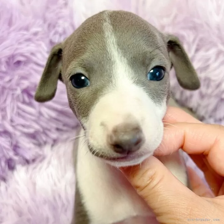 イタリアングレーハウンド【千葉県・男の子・2025年10月10日・ブルー&amp;ホワイト】の写真1
