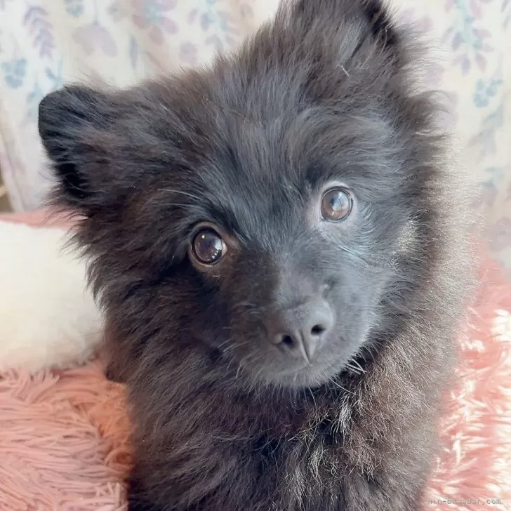 ID:2501-02504の子犬