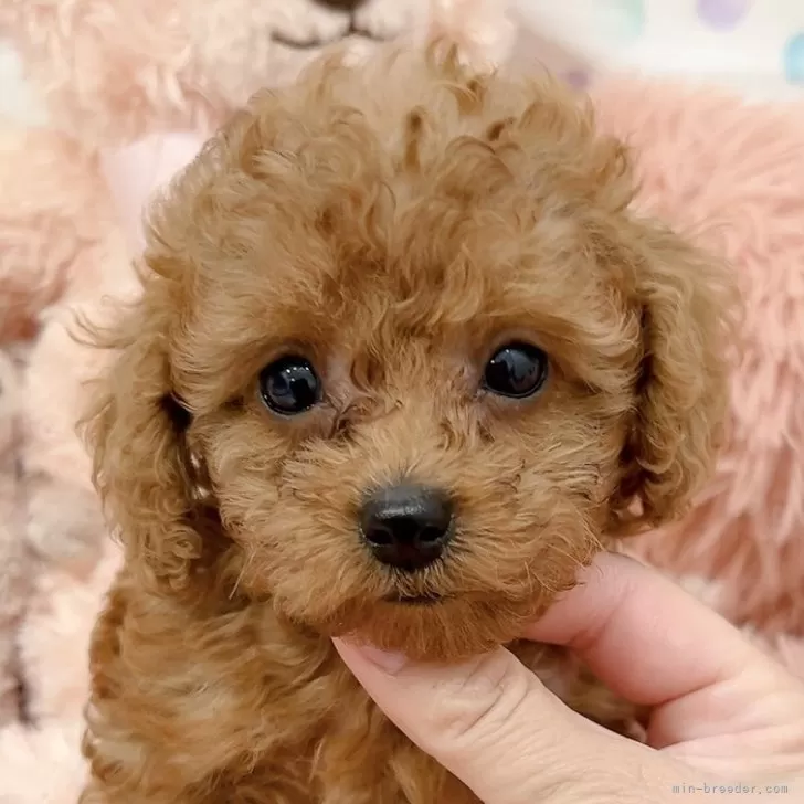 ID:2411-07743の子犬