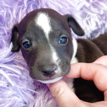 イタリアングレーハウンド【千葉県・男の子・2025年10月10日・シール&ホワイト】の写真「ムチムチな男の子✨」