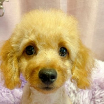 トイプードル(トイ)【千葉県・男の子・2025年6月26日・レッド】の写真「優しいお顔の男の子✨」