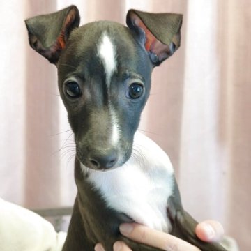 イタリアングレーハウンド【千葉県・男の子・2025年10月10日・シール&ホワイト】の写真「お目目くりくり男の子✨」