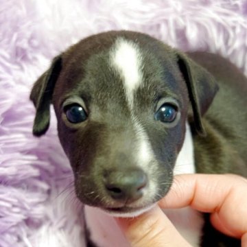 イタリアングレーハウンド【千葉県・男の子・2025年10月10日・シール&ホワイト】の写真「ムチムチな男の子✨」