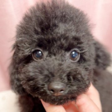 トイプードル(トイ)【千葉県・女の子・2025年2月25日・ブラック】の写真「お目目くりくり女の子✨」