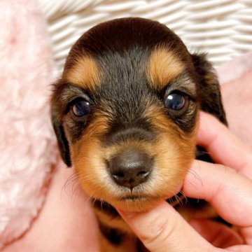 ミニチュアダックスフンド(ロング)【千葉県・女の子・2025年9月17日・ブラックタン】の写真「お目目くりくり女の子」