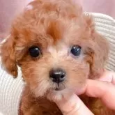 タイニープードル