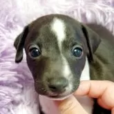 イタリアングレーハウンド