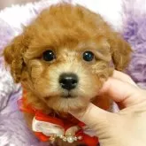 トイプードル(トイ)