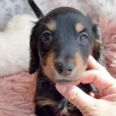 カニンヘンダックスフンド(ロング)【千葉県・男の子・2025年2月1日・ブラックタン】の写真1