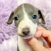 イタリアングレーハウンド【千葉県・男の子・2025年10月10日・ブルー&ホワイト】の写真2