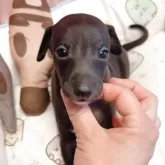 イタリアングレーハウンド【千葉県・男の子・2025年5月3日・シール&ホワイト】の写真4