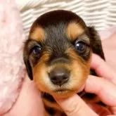 ミニチュアダックスフンド(ロング)【千葉県・女の子・2025年9月17日・ブラックタン】の写真4