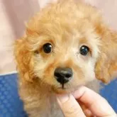 トイプードル(トイ)【千葉県・男の子・2025年6月26日・レッド】の写真4