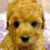 トイプードル(トイ)【千葉県・女の子・2025年10月19日・レッド】の写真3