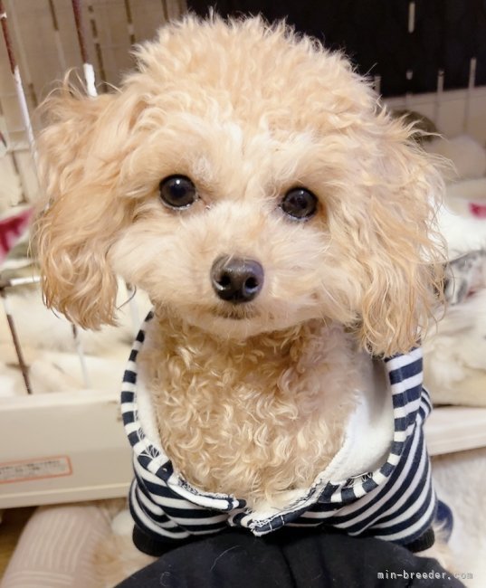 トイプードル【・男の子・2023年8月18日・アプリコット】