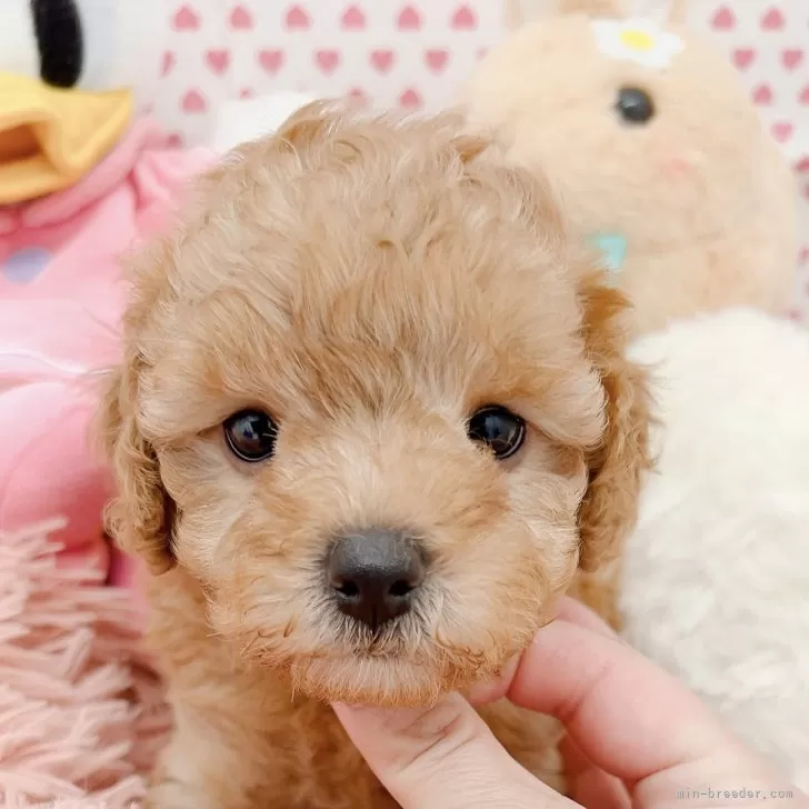 ID：2404-00273の子犬