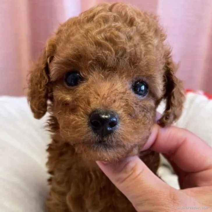 ID:2212-01114の子犬
