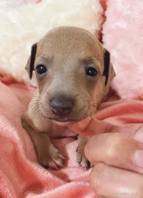 ID:2111-02689の子犬