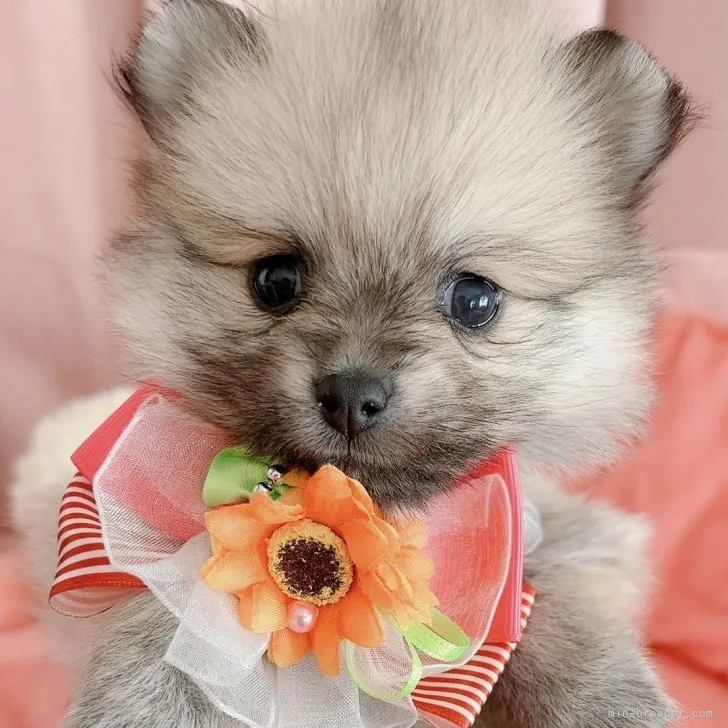 ID：2308-00339の子犬