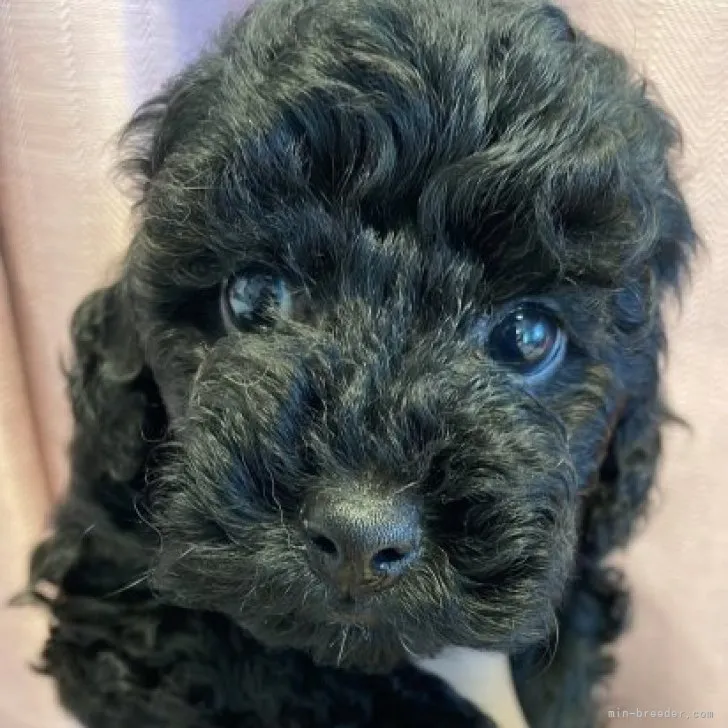 H.F 様のお迎えした子犬