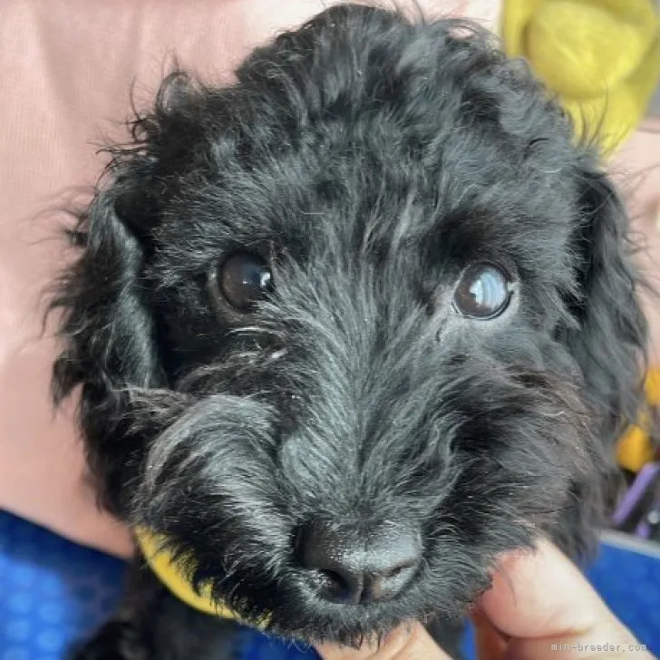 ID：2306-00069の子犬
