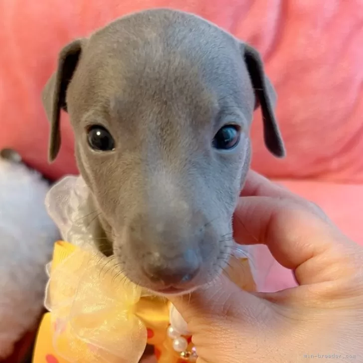 ID:2410-02354の子犬
