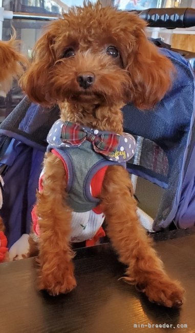 タイニープードル【・女の子・2021年11月21日・レッド】