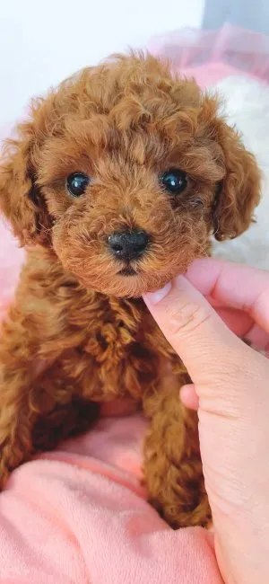 haru 様のお迎えした子犬