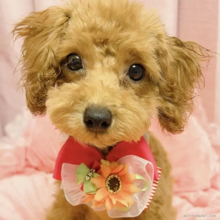 ID：2310-06412の子犬