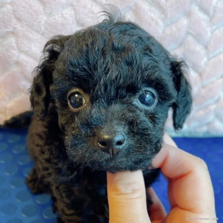ID:2305-02955の子犬