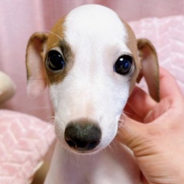 イタリアングレーハウンド【千葉県・男の子・2023年1月17日・フォーン&ホワイト】の写真「真っ白白な男の子」