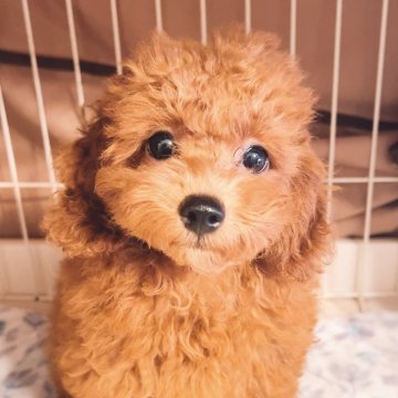 トイプードル(トイ)【千葉県・女の子・2024年6月3日・レッド】の写真「お目目くりくり女の子✨」