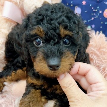 トイプードル(タイニー)【千葉県・女の子・2024年4月26日・ブラックタン】の写真「珍しいカラーの女の子✨」