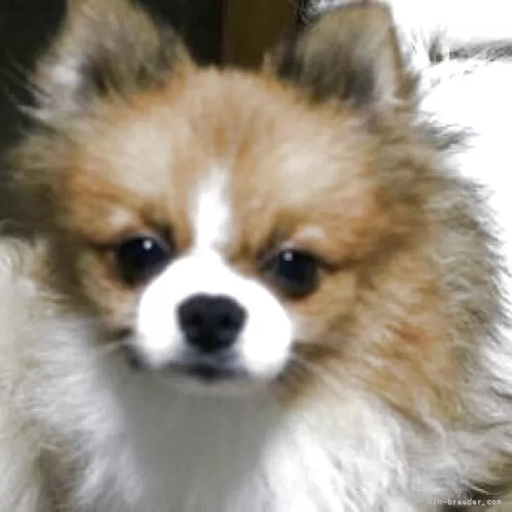 ID:2409-05354の子犬