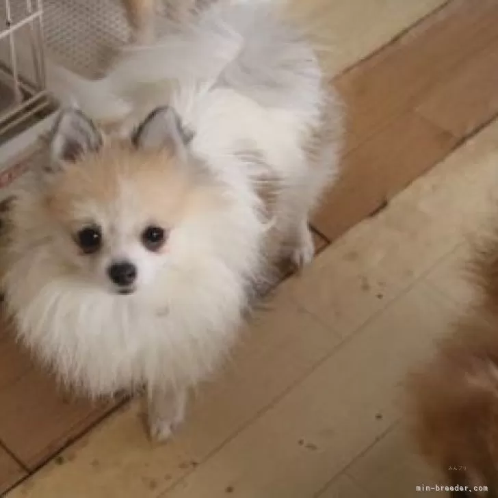 ぷりん 様のお迎えした子犬