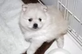 ポメラニアン【静岡県・男の子・2025年12月7日・クリーム】の写真6