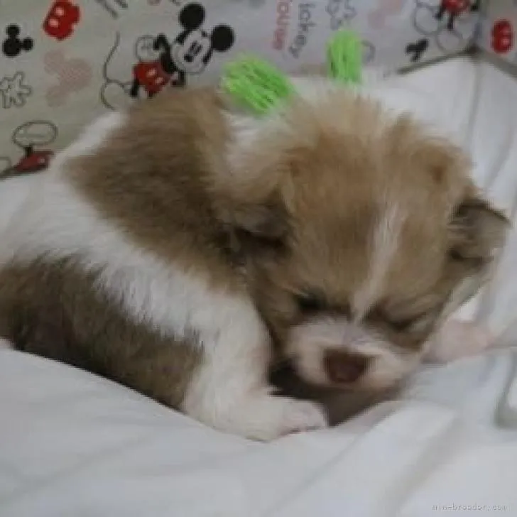 ID:2212-03042の子犬