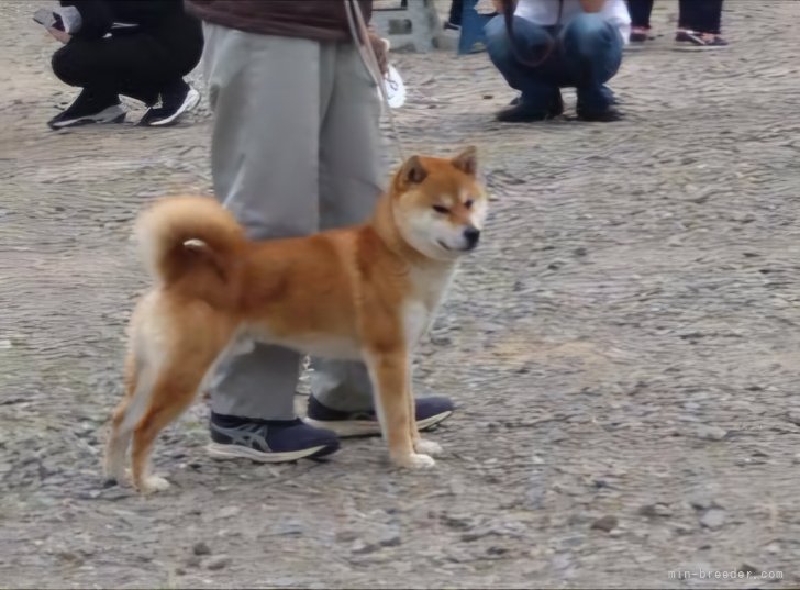 当犬舎の代表犬の佳くんです。｜相原　良一郎(あいはら　りょういちろう)ブリーダー(静岡県・柴犬・日本犬保存会/KCジャパン（日本社会福祉愛犬協会）登録)の紹介写真3