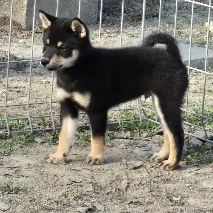 ID:2508-03050の子犬
